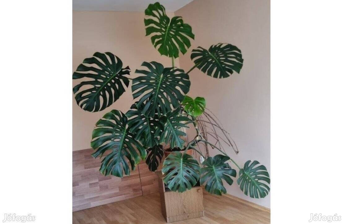 Filodendron monstera könnyezőpálma könnyező pálma 2 ágas