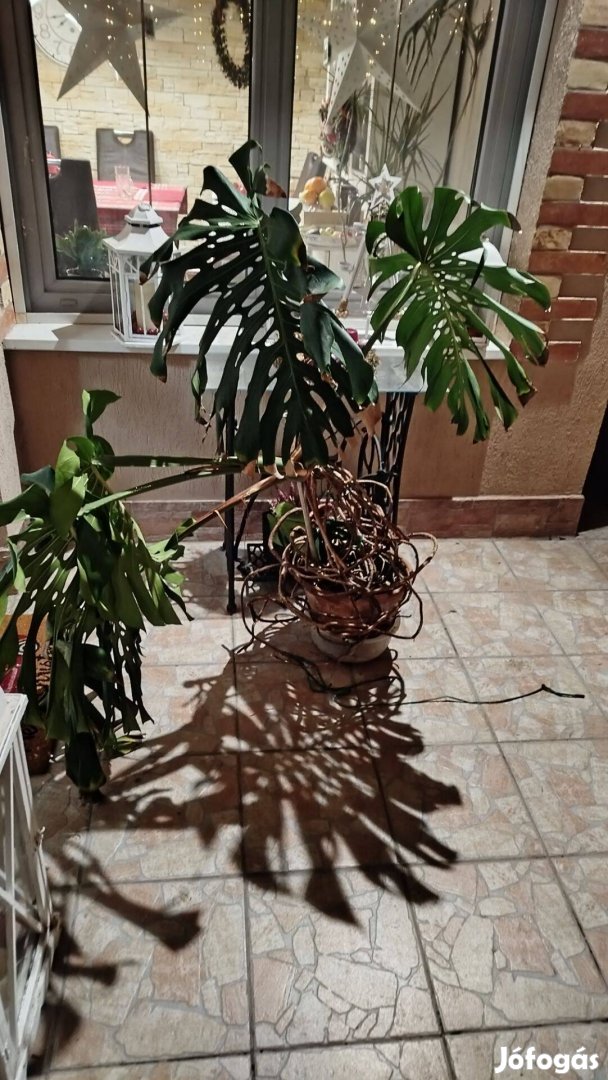 Filodentron, könnyezőpálma, Monstera 120cm