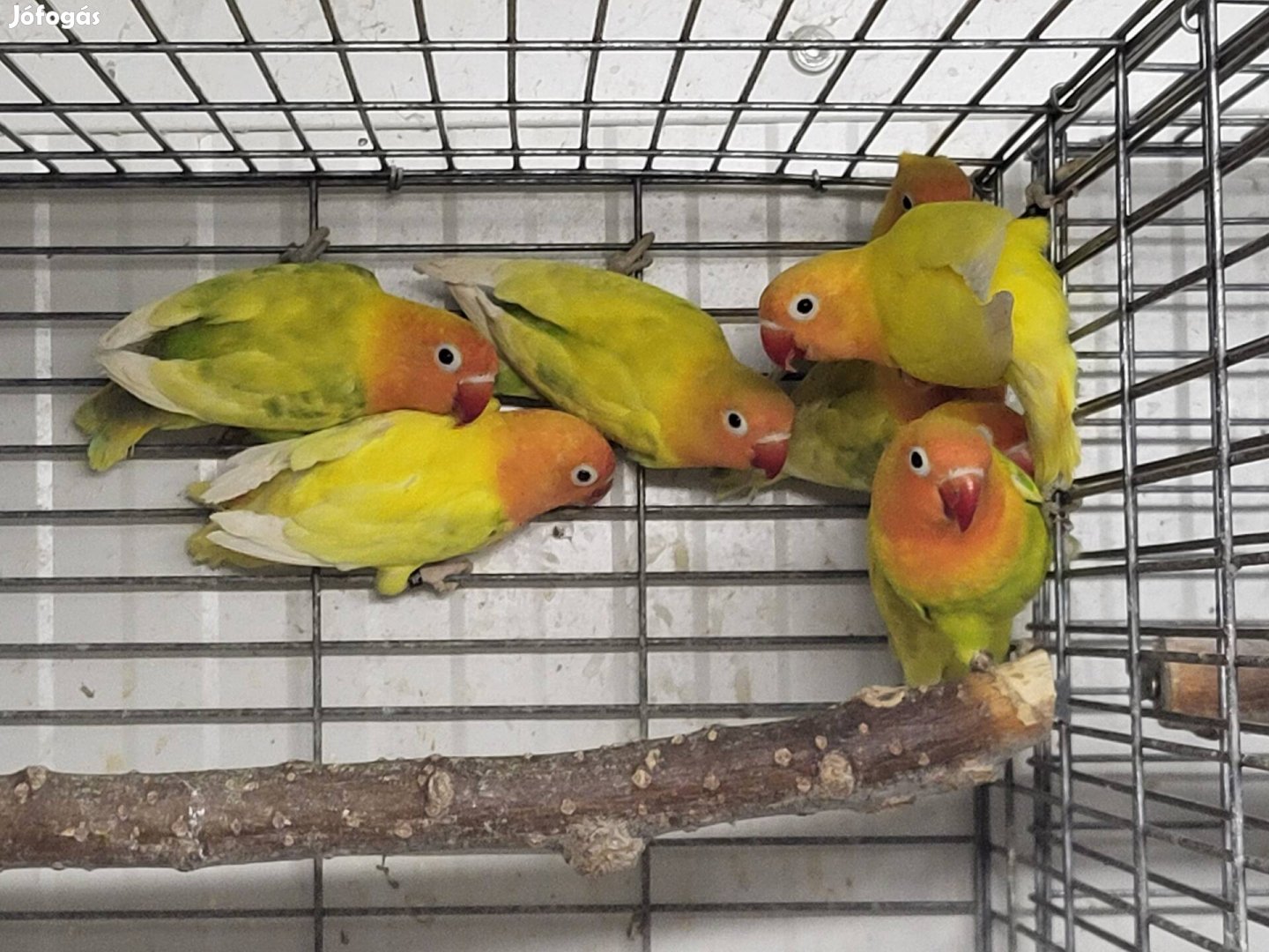 Fischer törpepapagájok papagáj