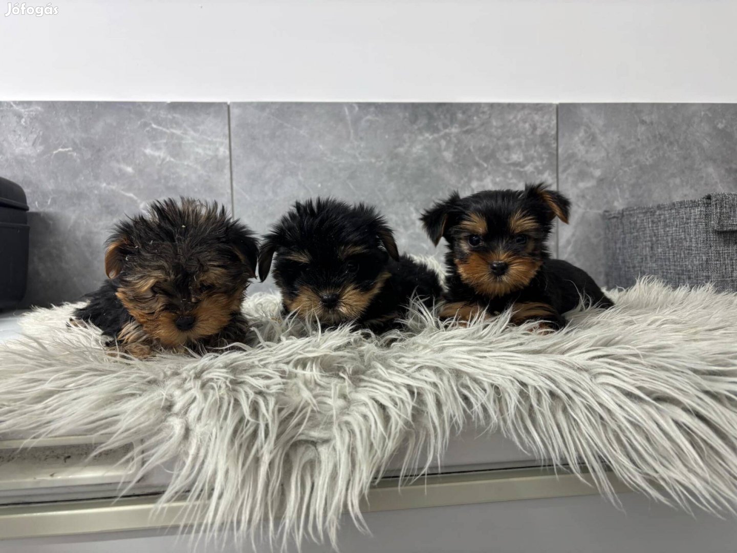 Fiú yorki yorkshire terrier fajtatiszta jellegű kiskutyák