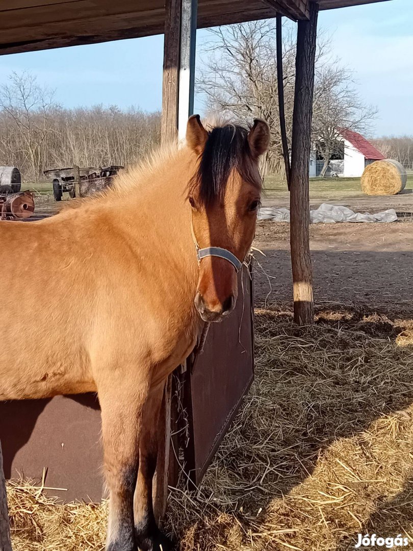 Fjord félvér csikó!