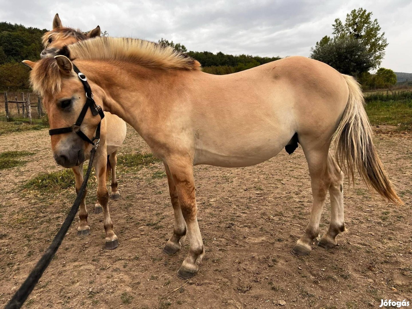 Fjord mén csikók