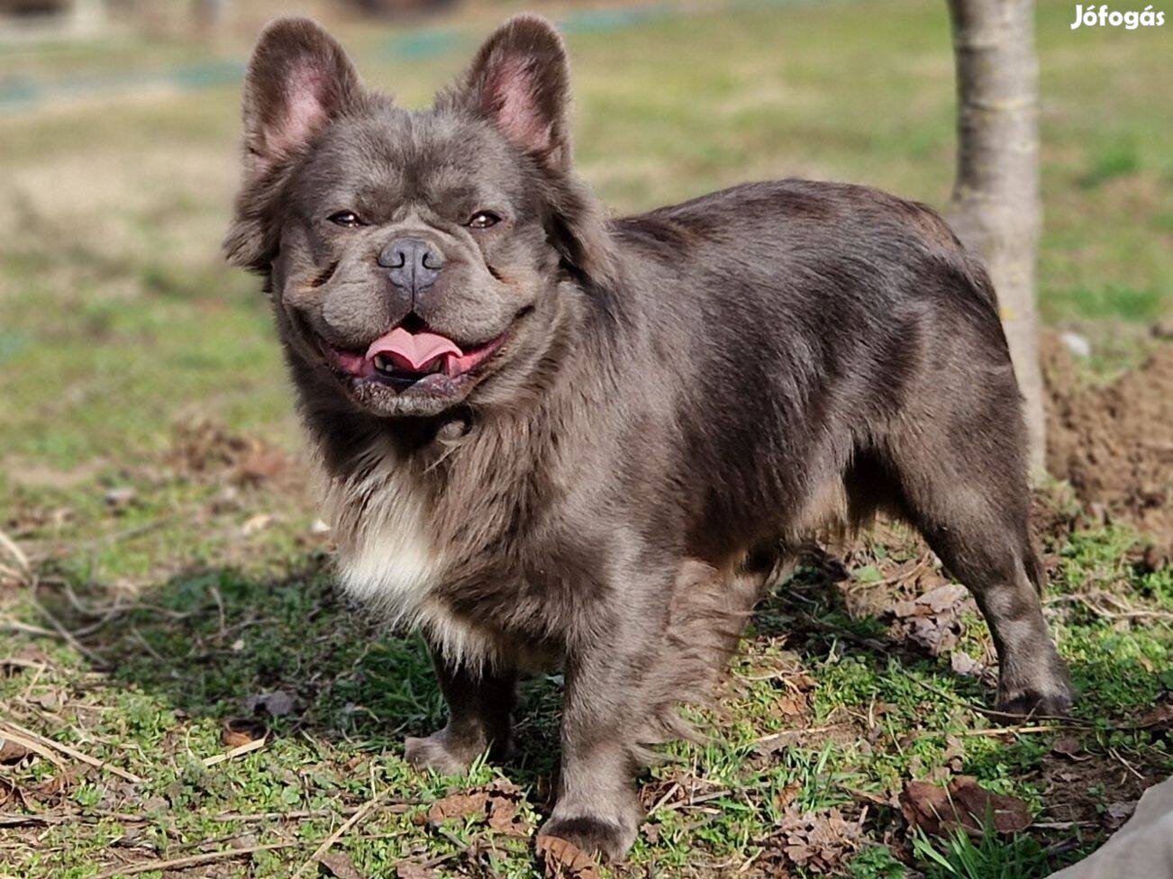 Fluffy Francia bulldog(jellegű)kan