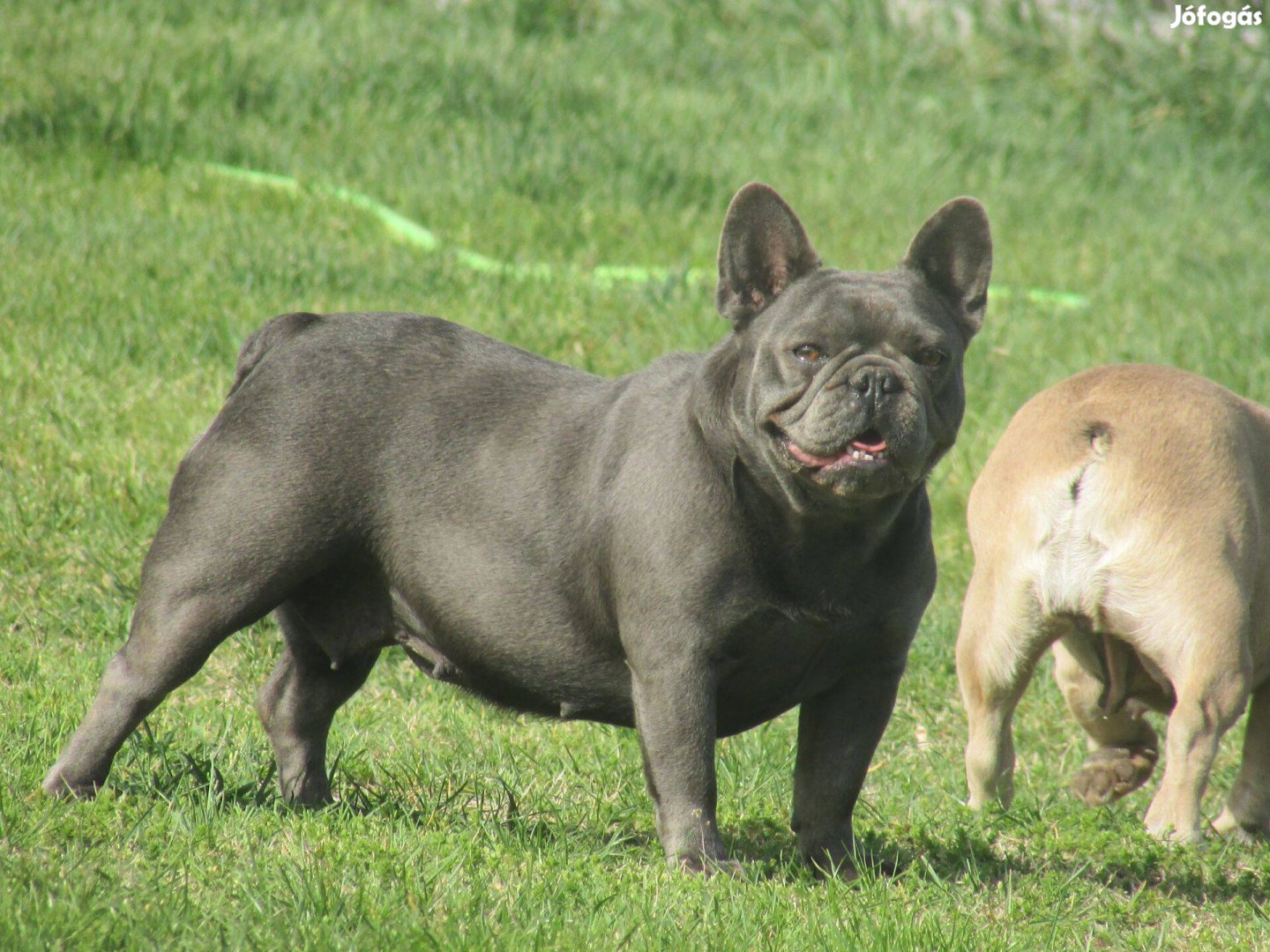Fluffy és tan hordozó kék francia bulldog jellegű szuka kutya