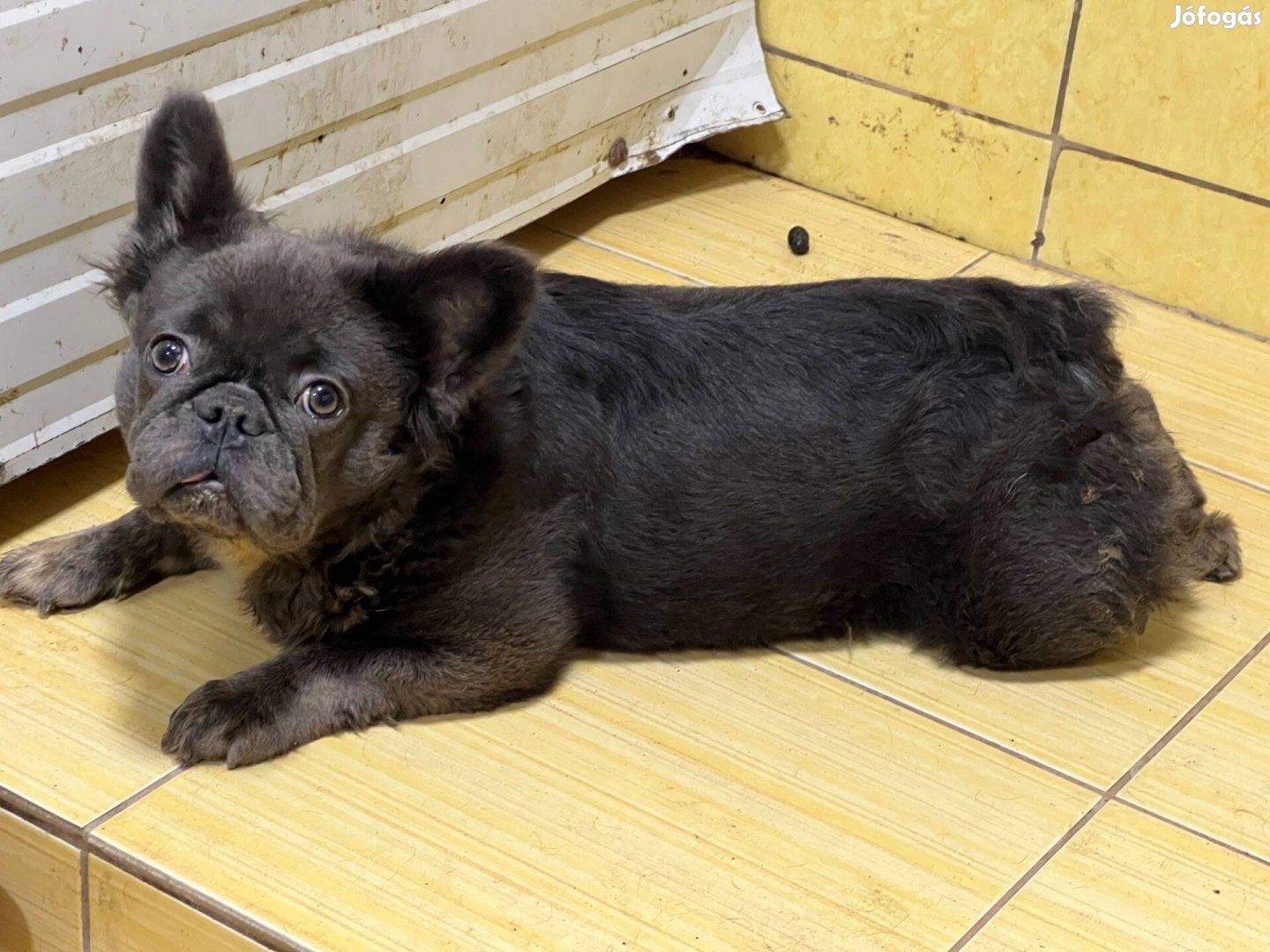 Fluffy francia bulldog szuka