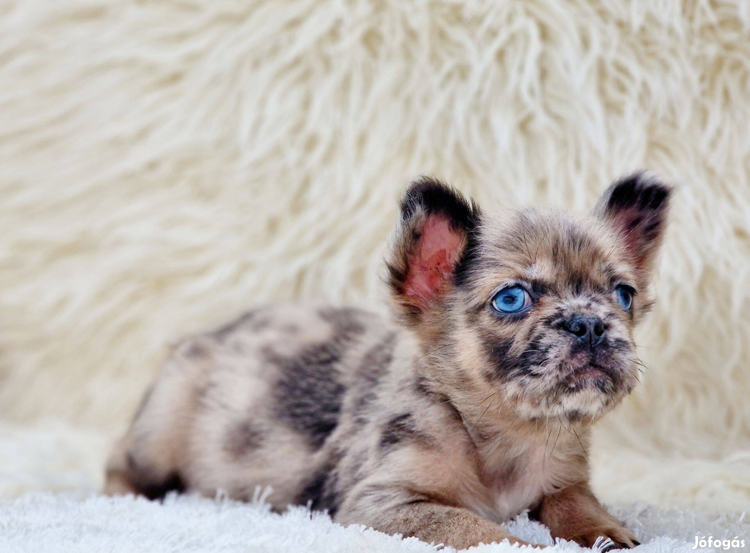 Fluffy melre francia bulldog kislány