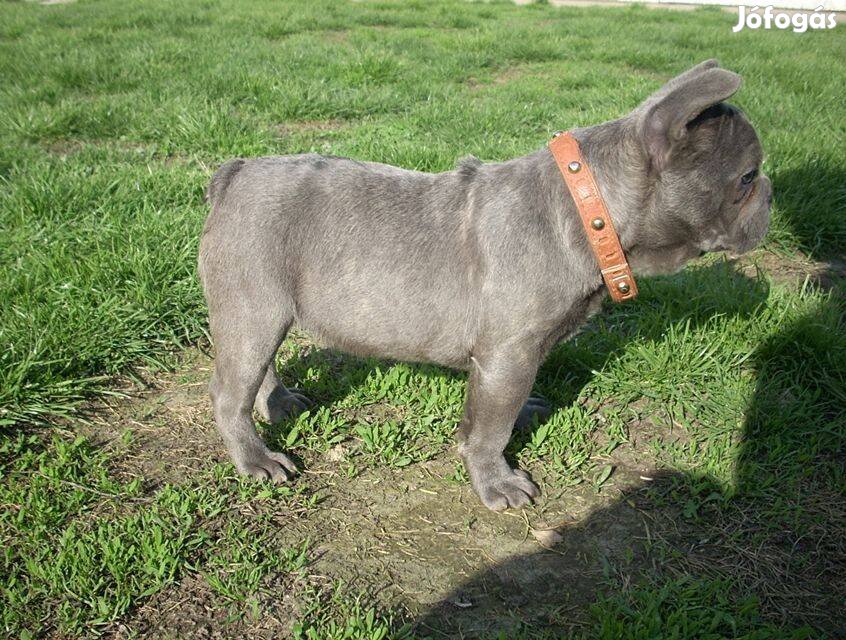 Fluffy szőrhordozású, Francia bulldog szuka, (Blue)