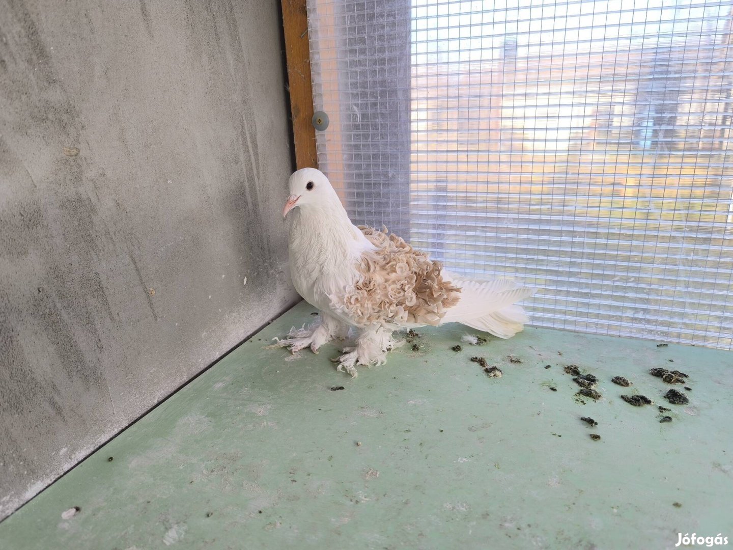 Fodros galamb eladó