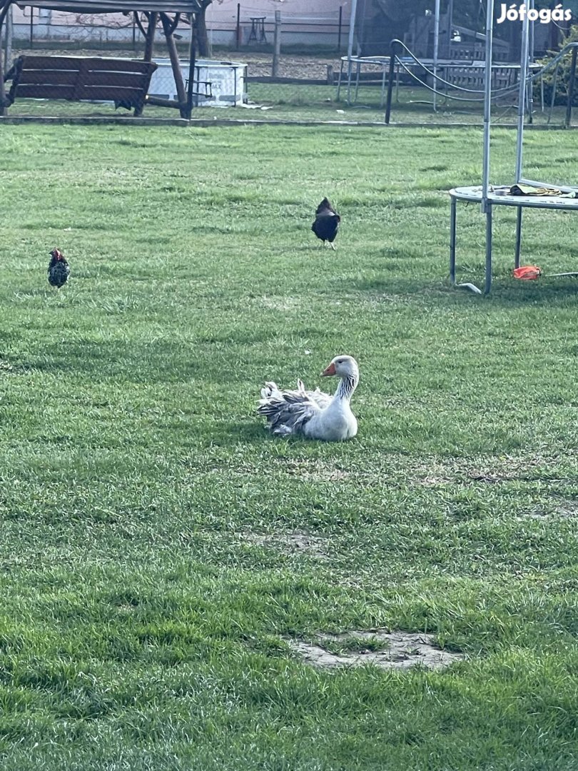 Fodros liba gunár eladó