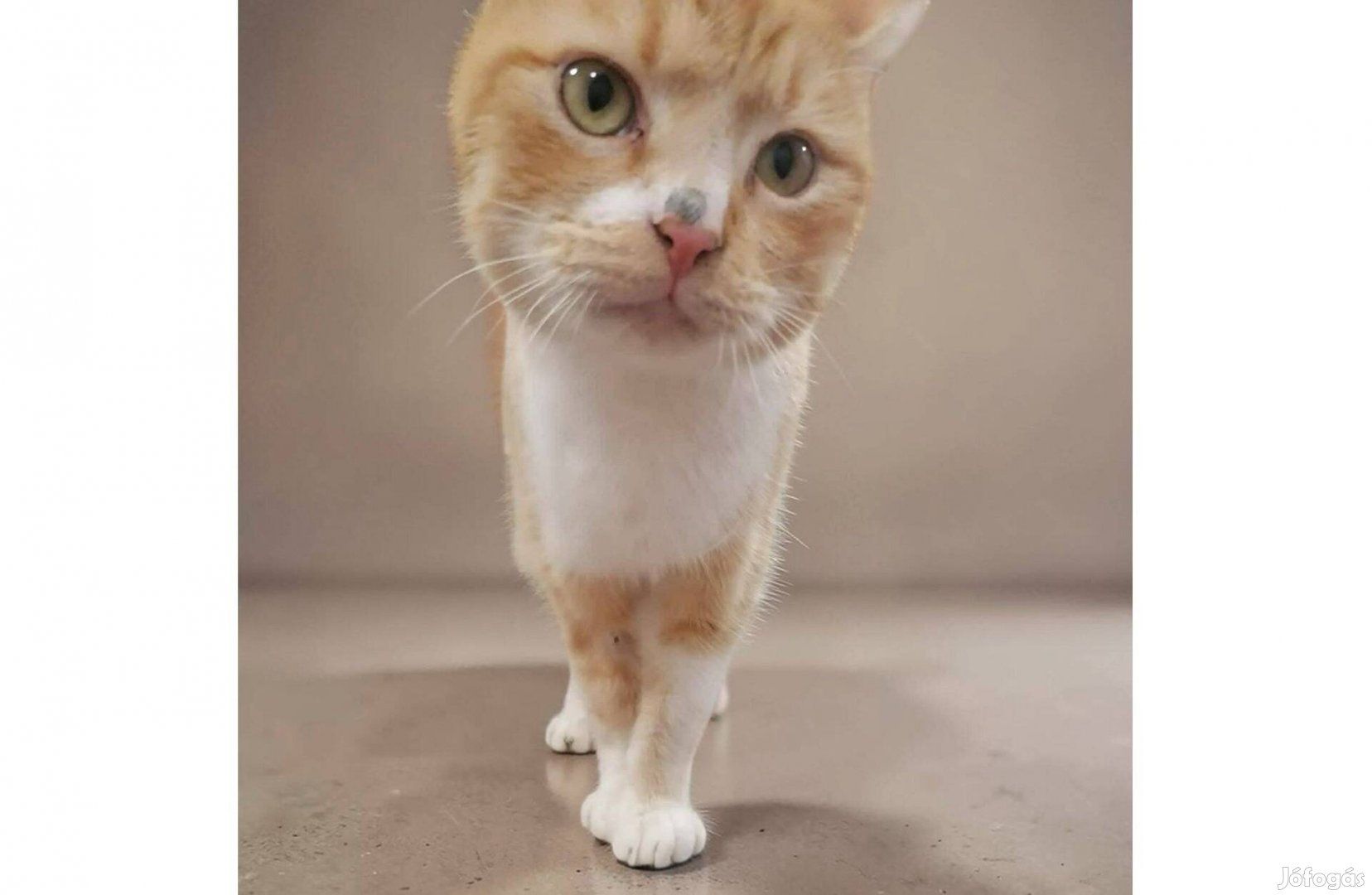 Fogadd örökbe Szőrike cicát ingyen