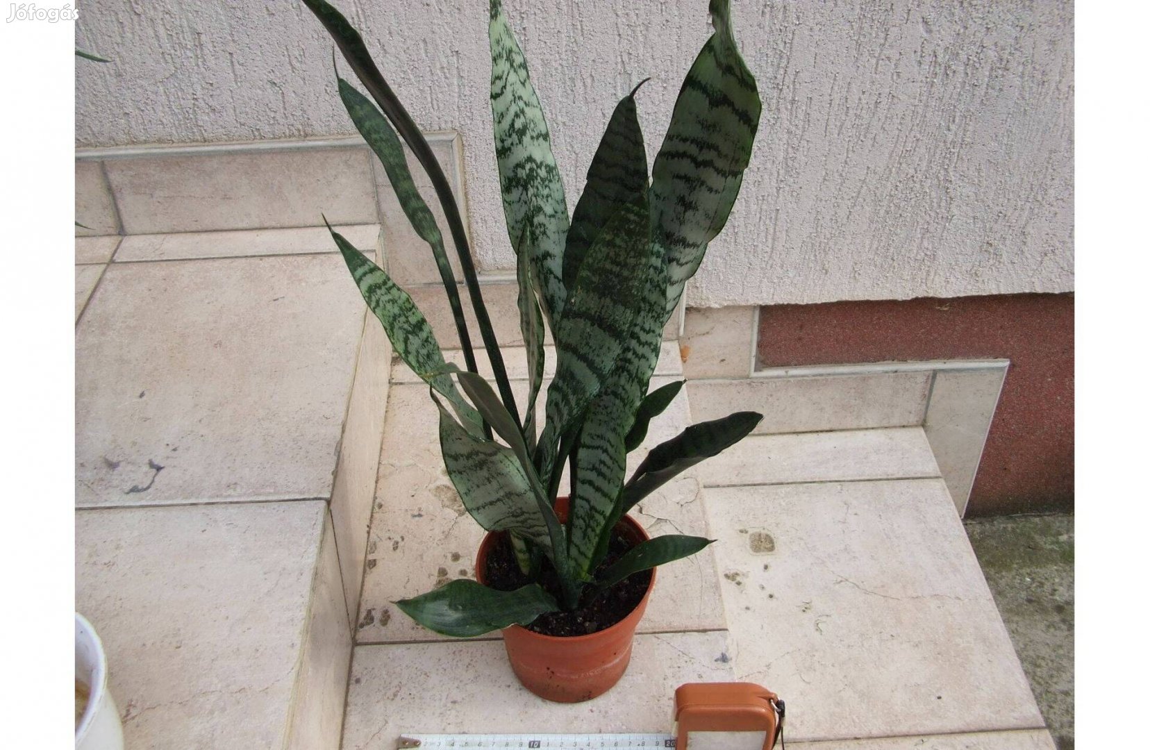 Foglalt - Sansevieria anyósnyelv szobanövény eladó