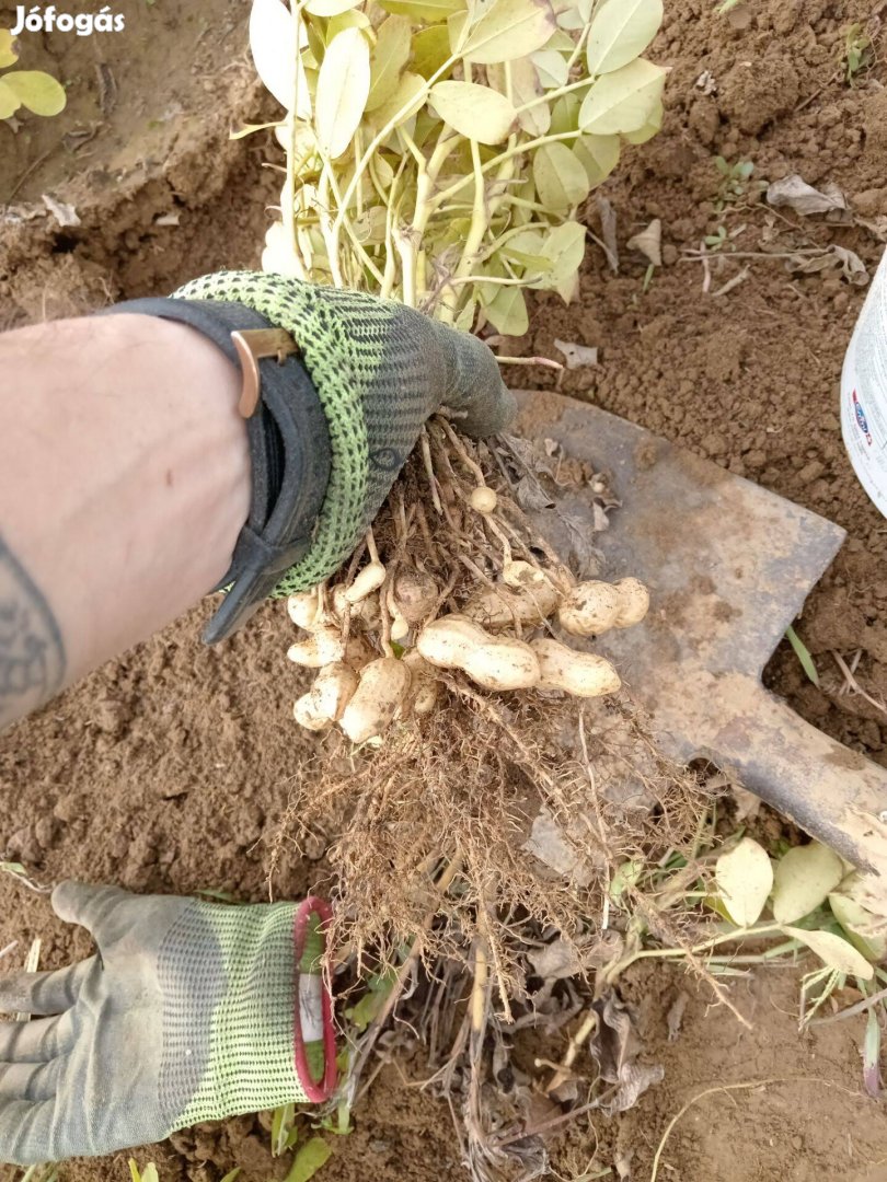 Földimogyoró vetőmag eladó