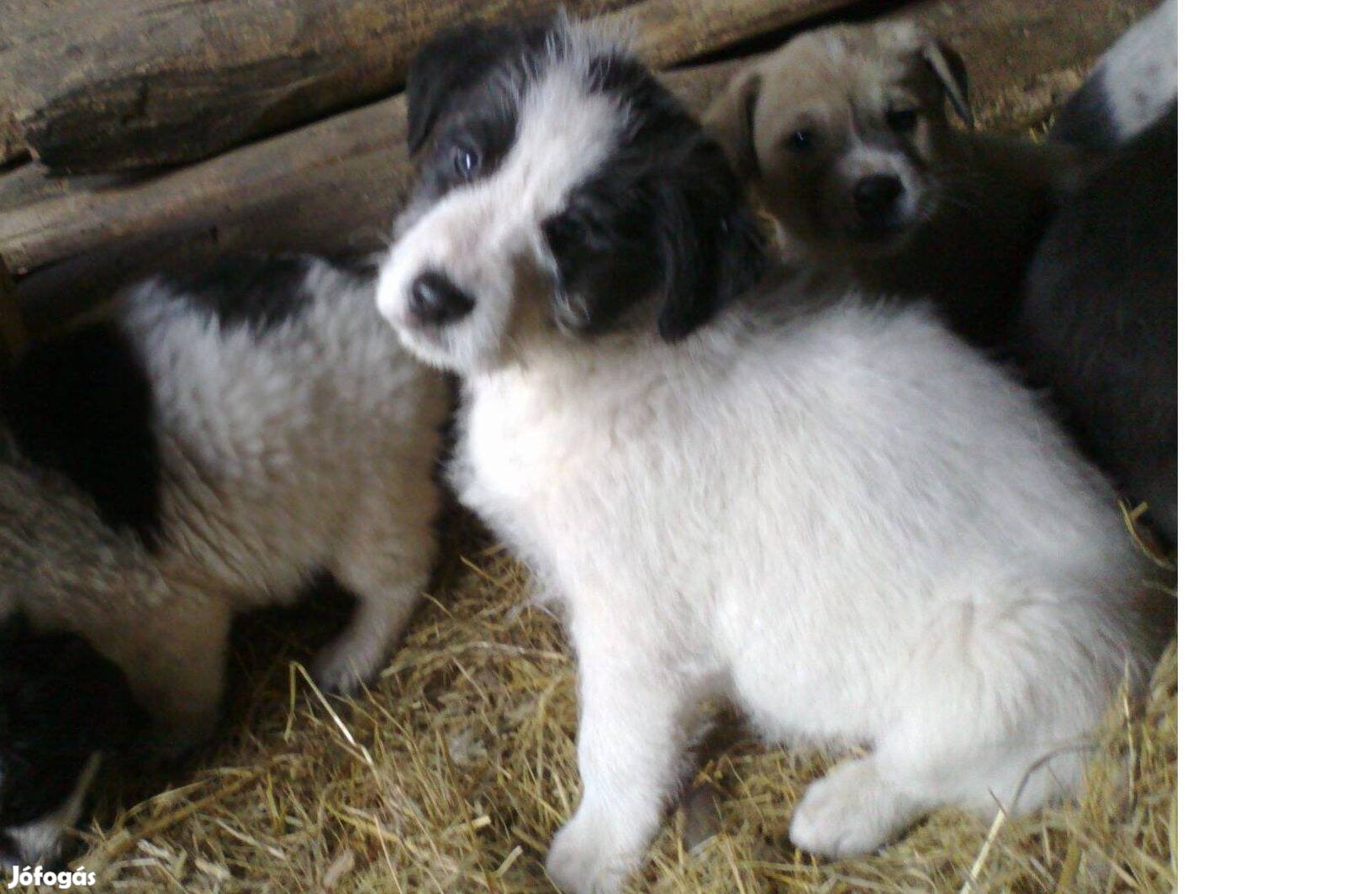 Foltos labrador jellegű lány kiskutya