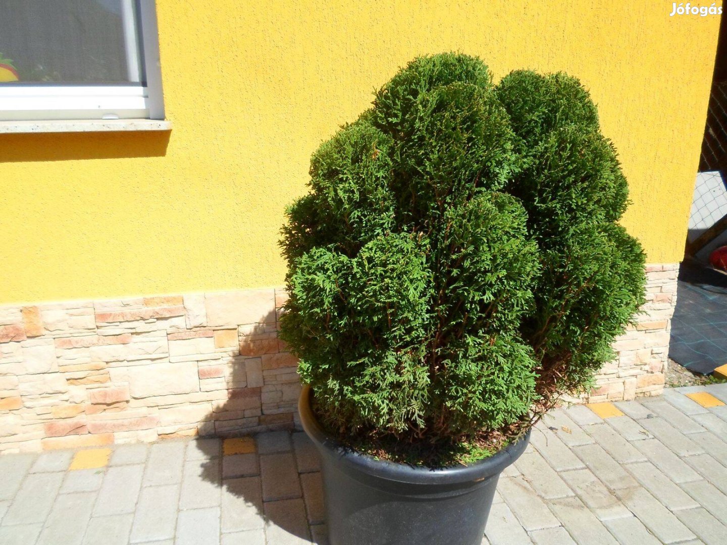 Forma növények csavart,gömb,pom-pom több méretben már 6000