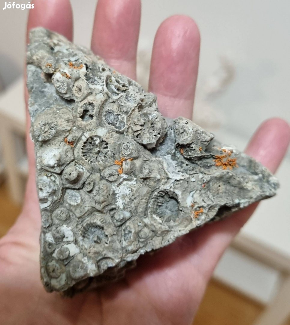 Fosszília (Kanada)