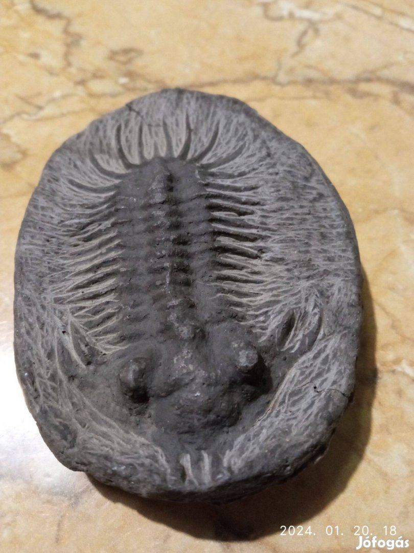 Fosszília kövület trilobita