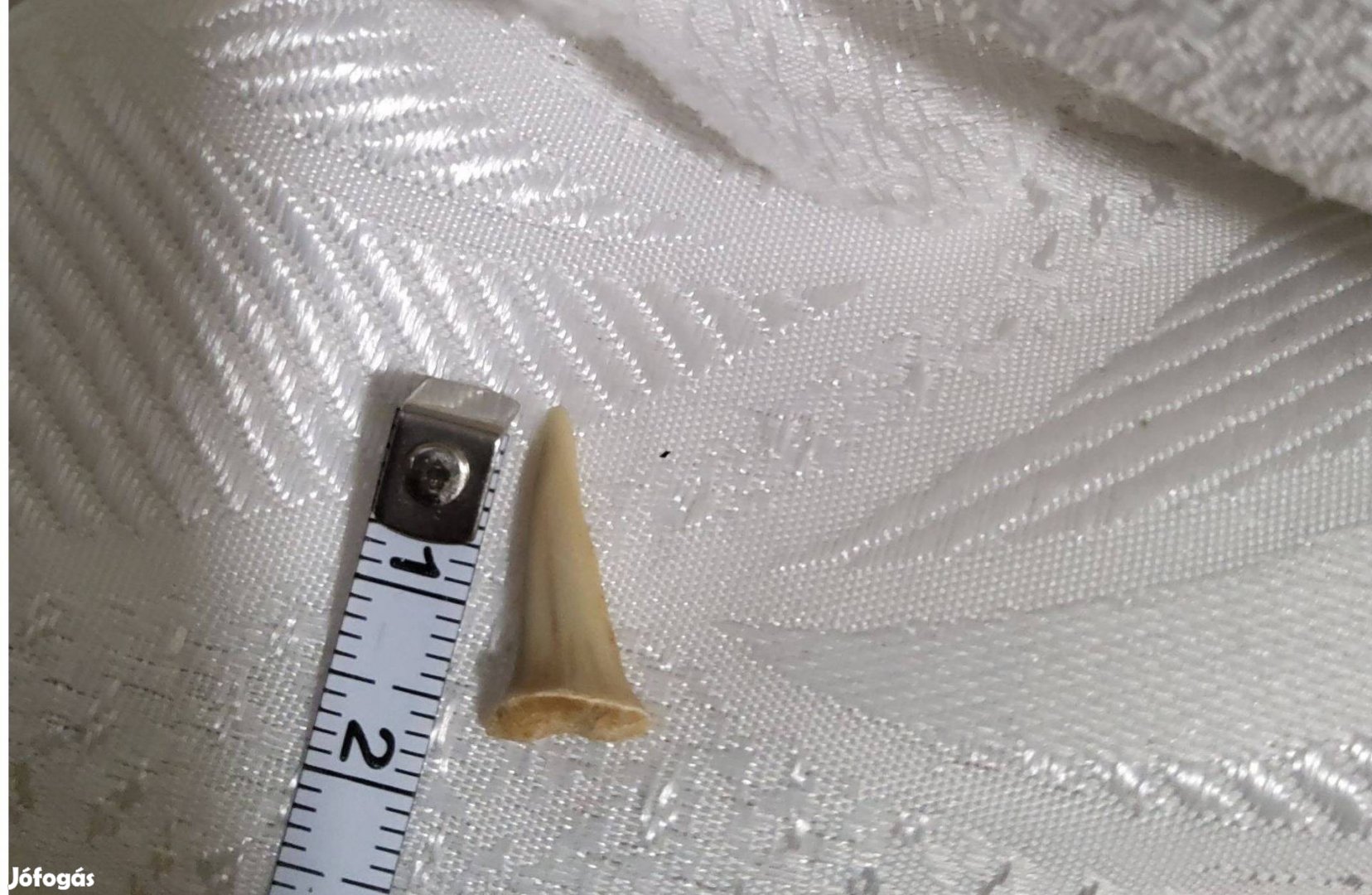 Fosszilizalt Capafog