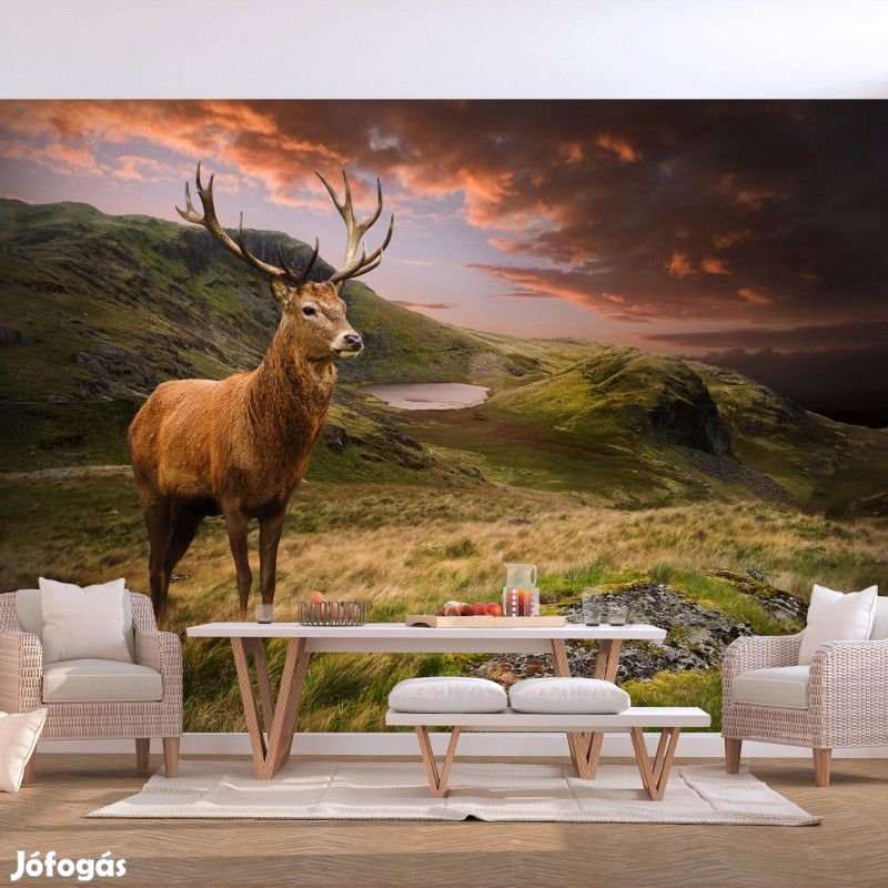 Fotótapéta - Bámészkodó szarvas