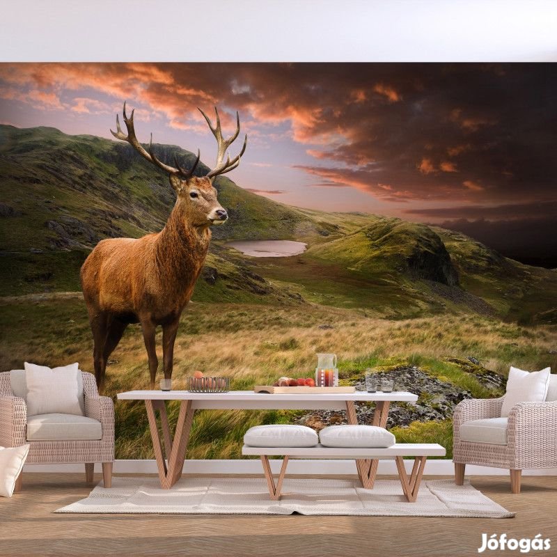 Fotótapéta - Bámészkodó szarvas