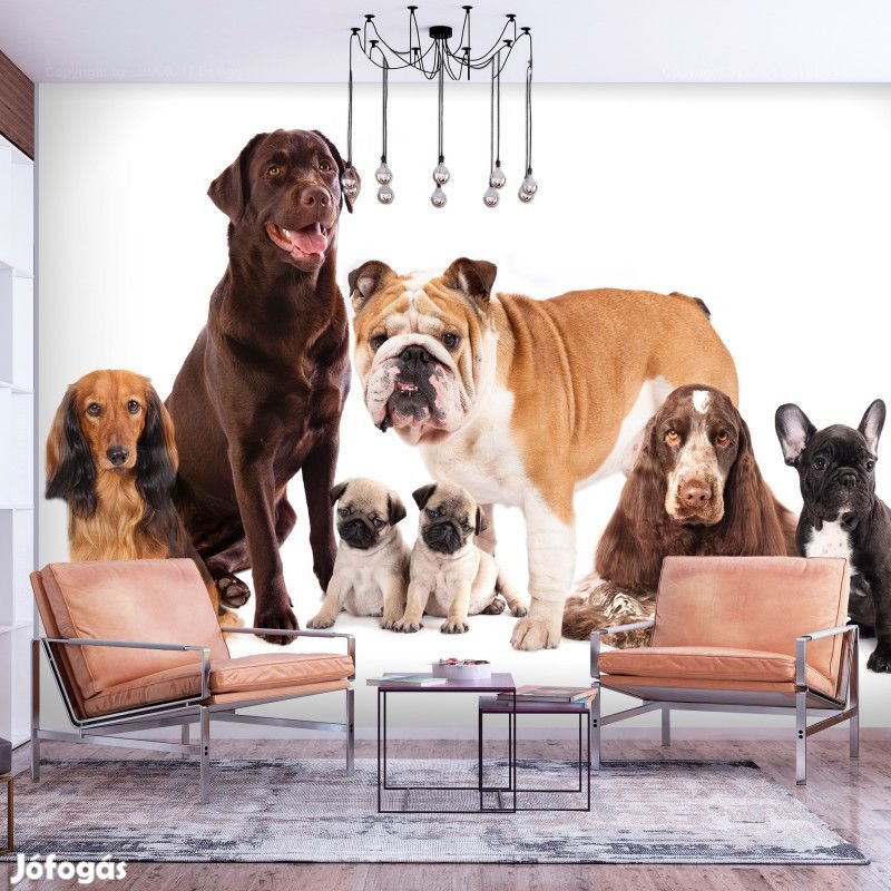 Fotótapéta - Érdekes kutya társaság