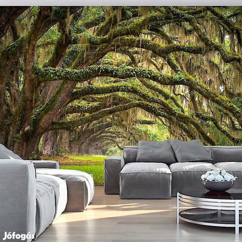 Fotótapéta - Fa ösvény