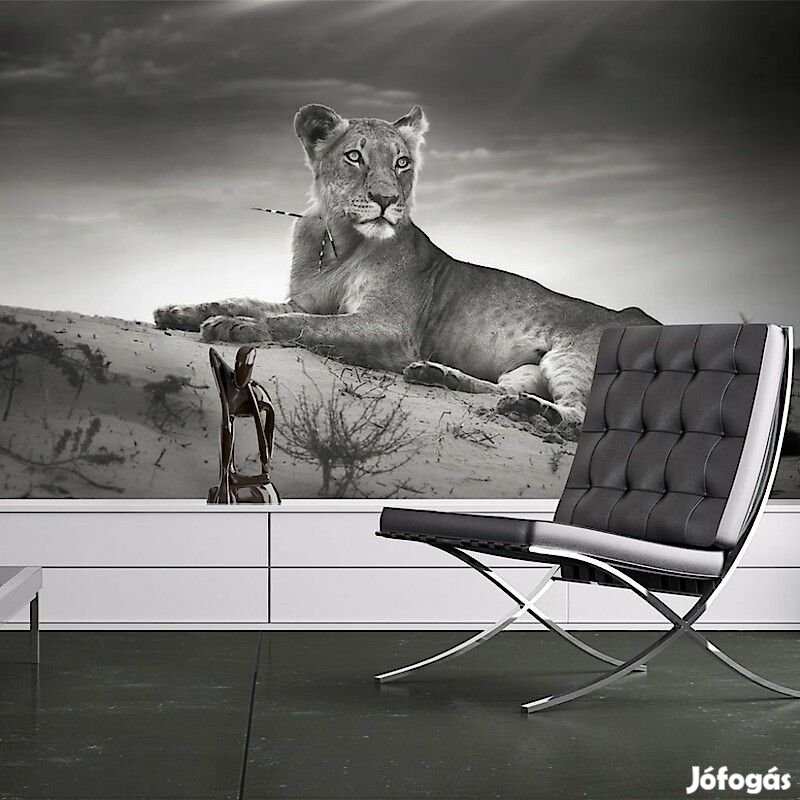 Fotótapéta - Fekete-fehér nőstény oroszlán