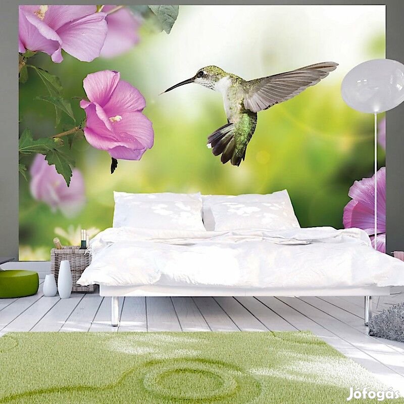 Fotótapéta - Kolibri
