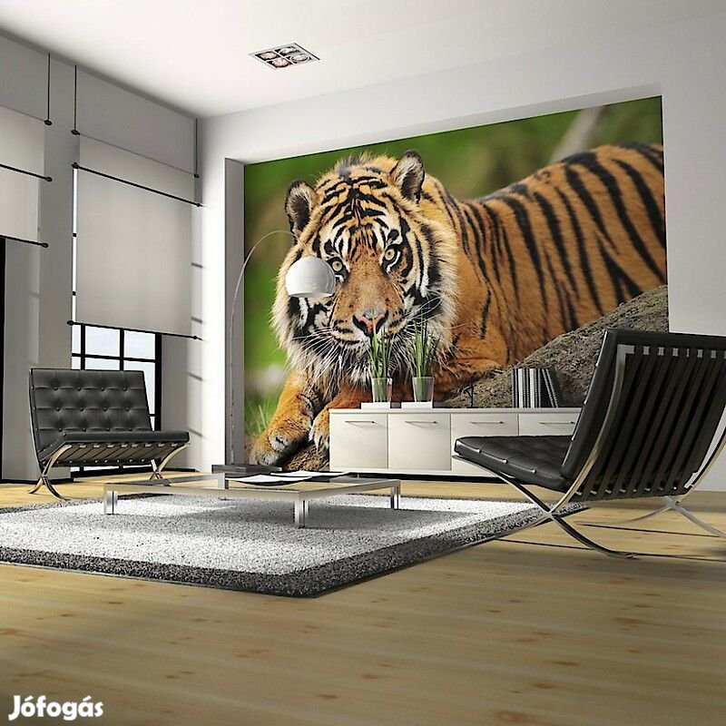Fotótapéta - Szumátrai tigris