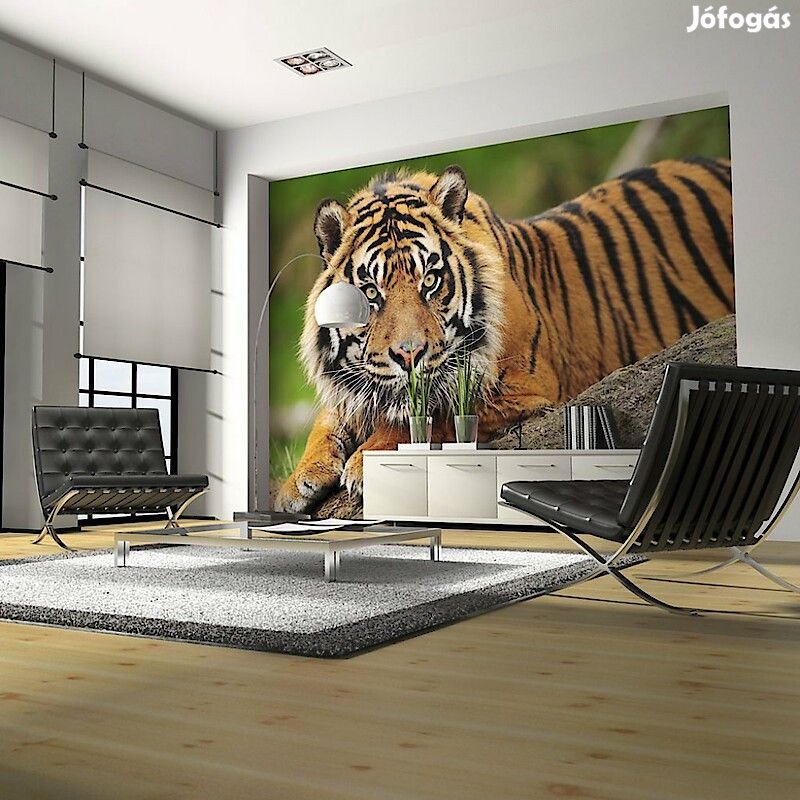 Fotótapéta - Szumátrai tigris
