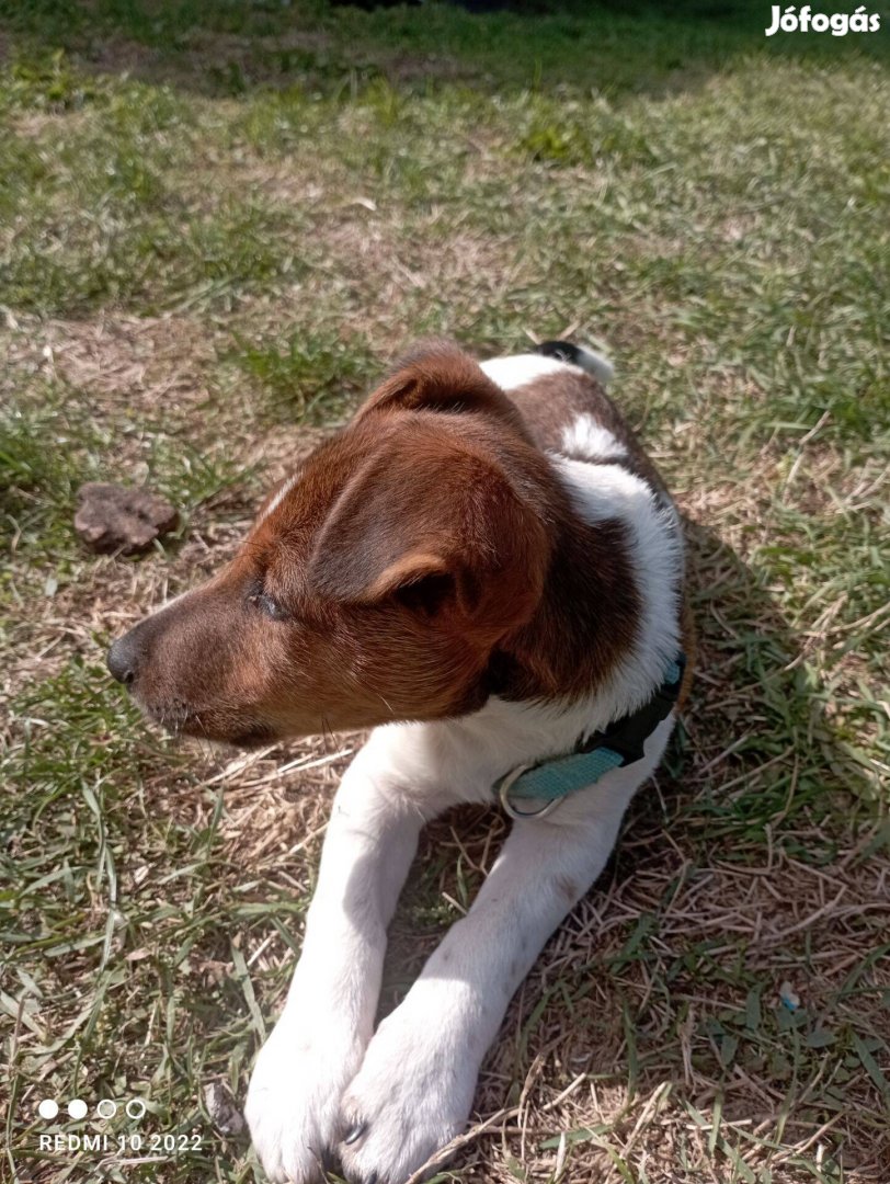 Fox terrier kiskutya