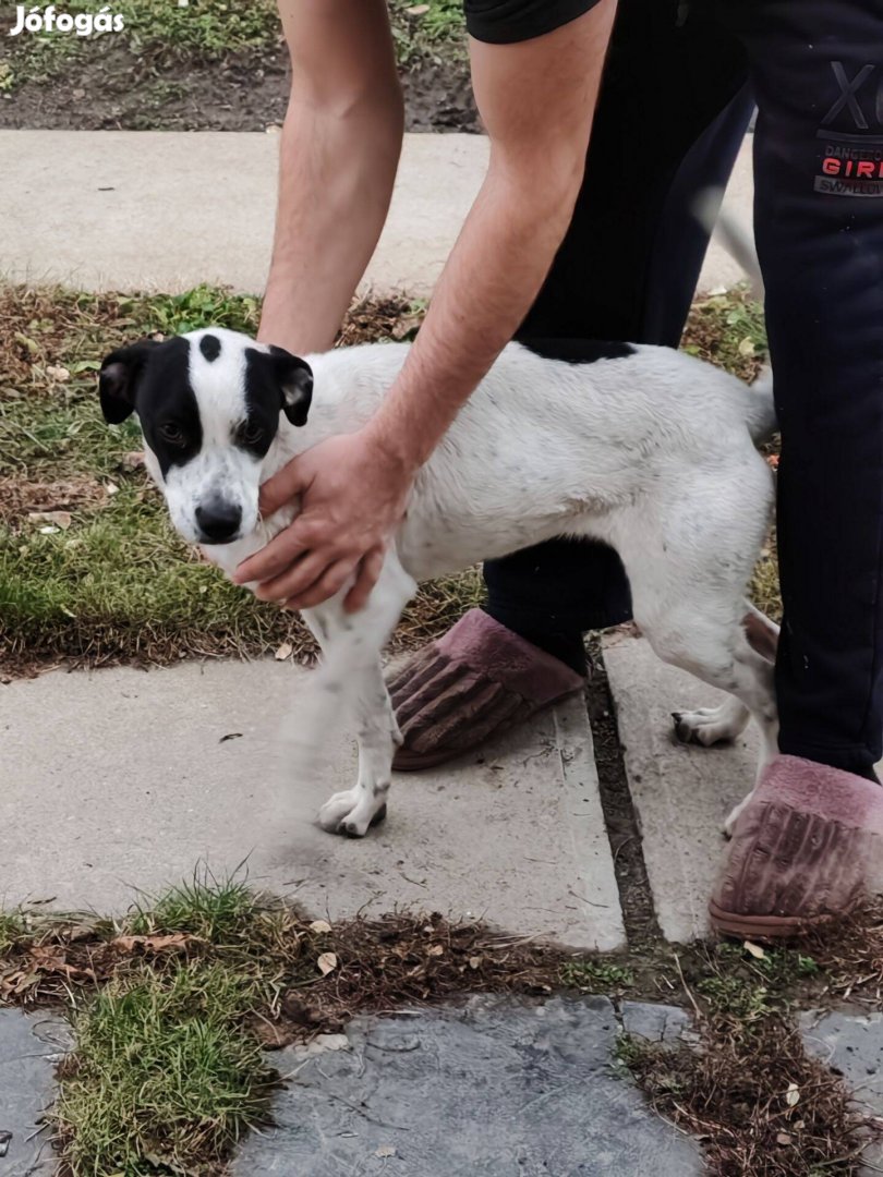 Foxi jellegű keverék kutya ingyen elvihető