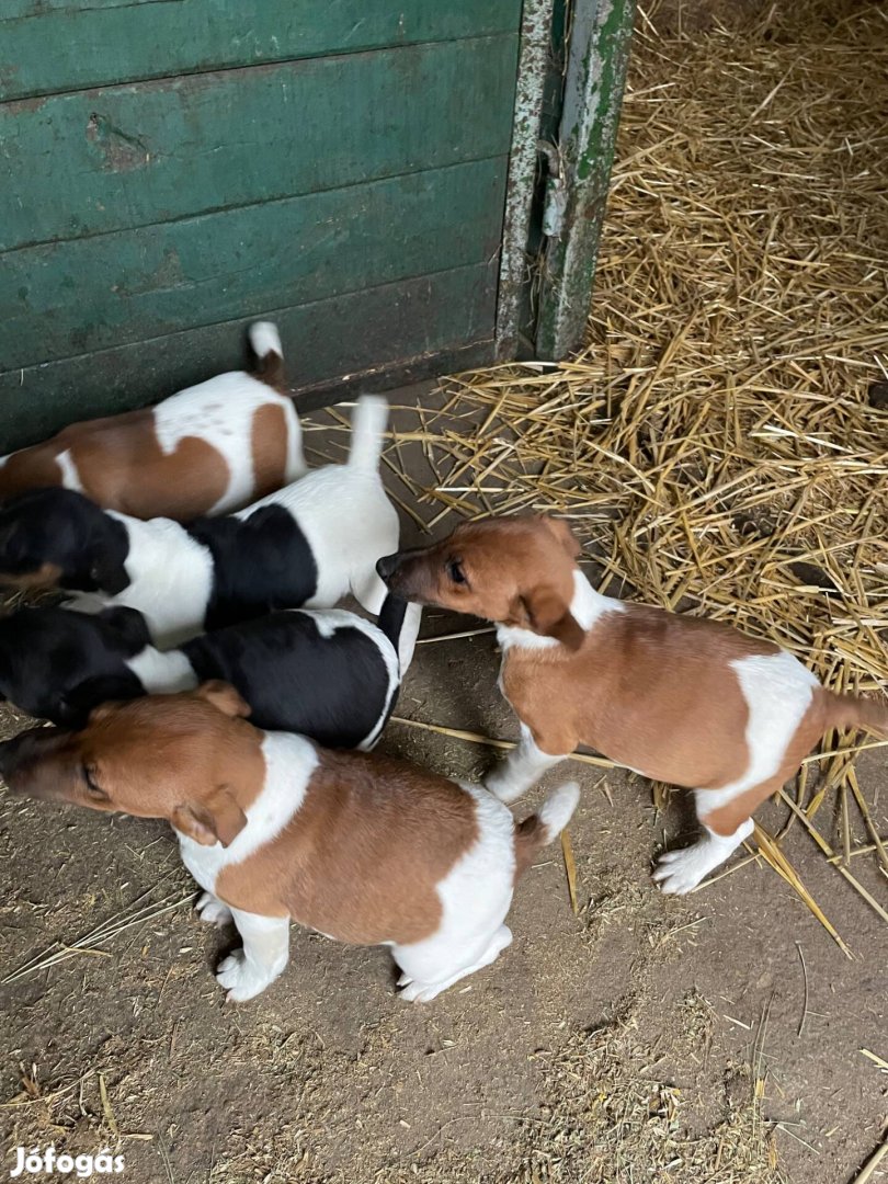 Foxterrier Foxi jellegű kiskutyák ingyen elvihetők