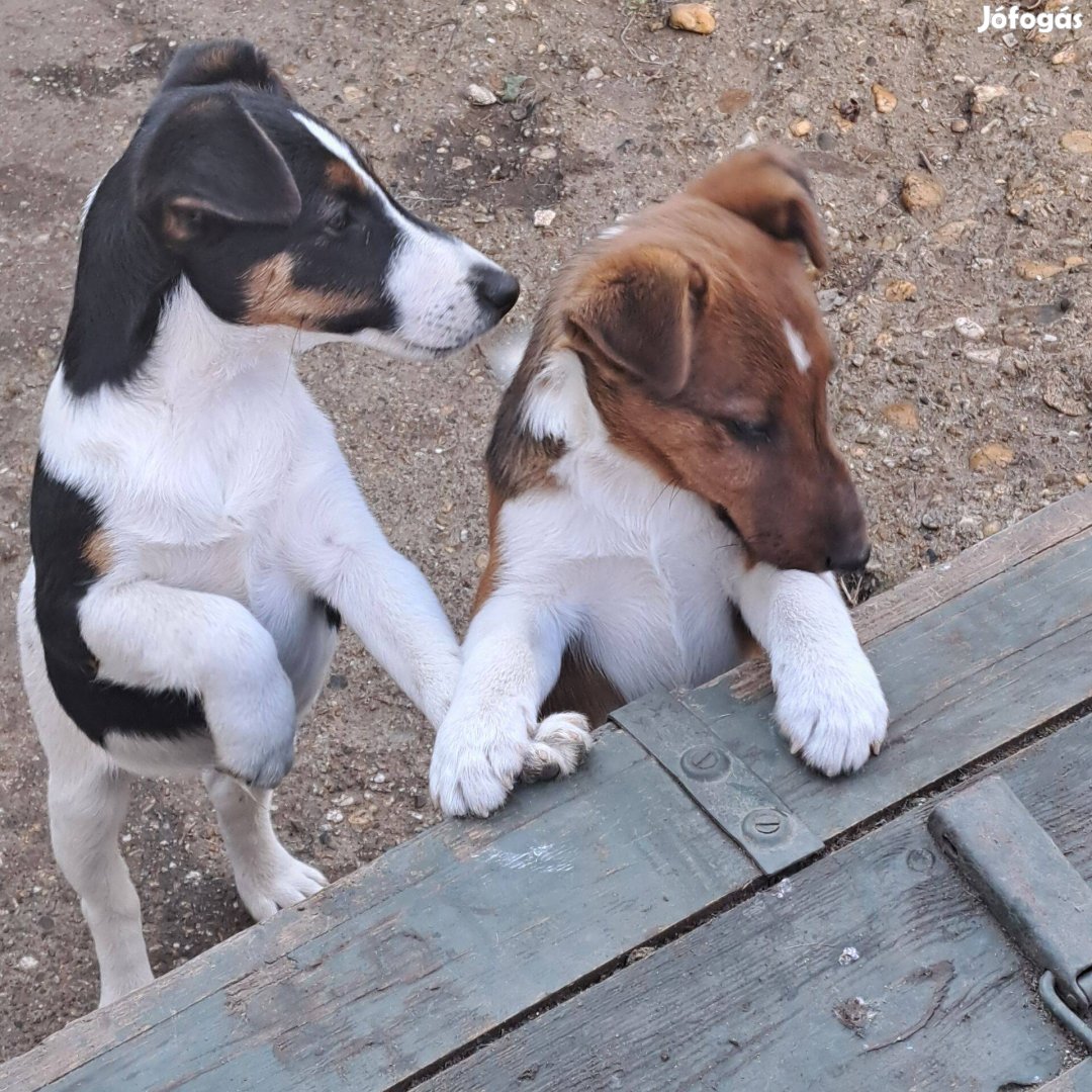 Foxterrier fajtatiszta jellegű kiskutya ingyen elvihető