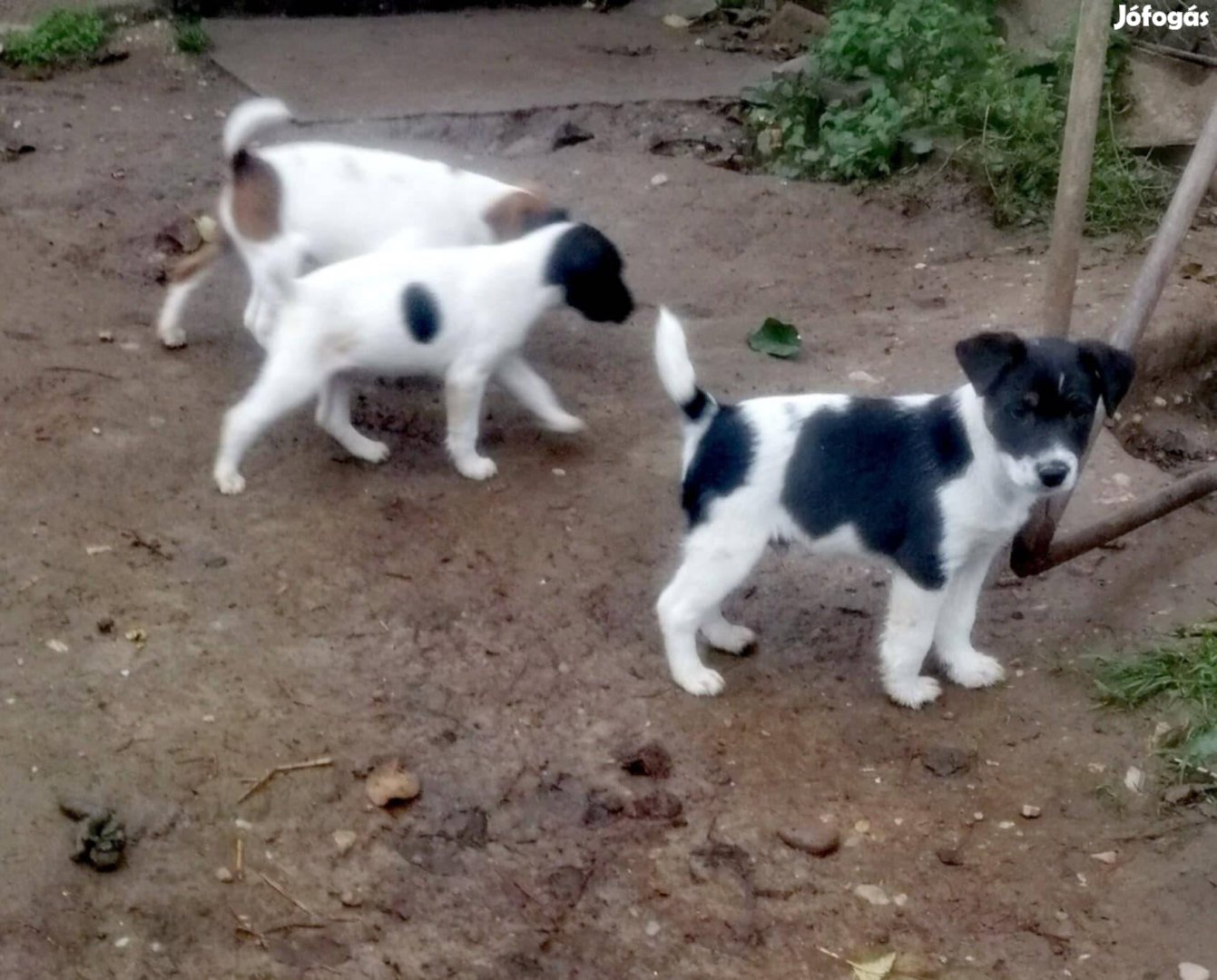 Foxterrier fajtatiszta jellegű kölykök ingyen elvihetők