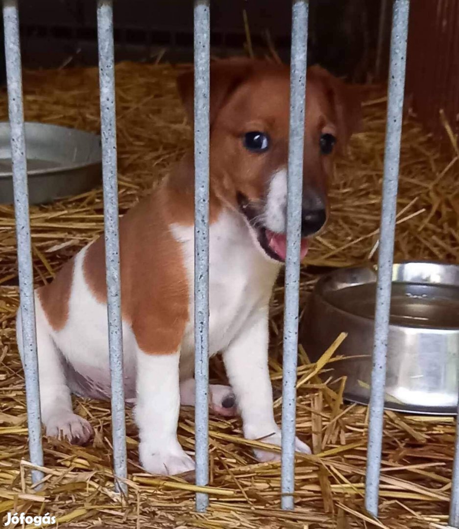 Foxterrier jellegű kiskutyák ingyen