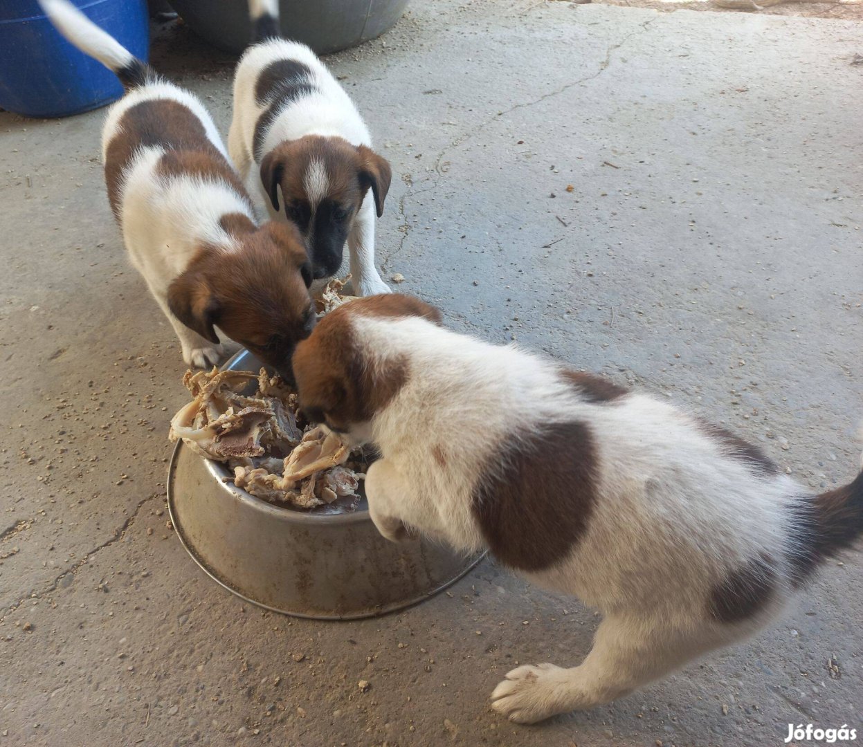 Foxterrier jellegű kiskutyák új gazdát keres