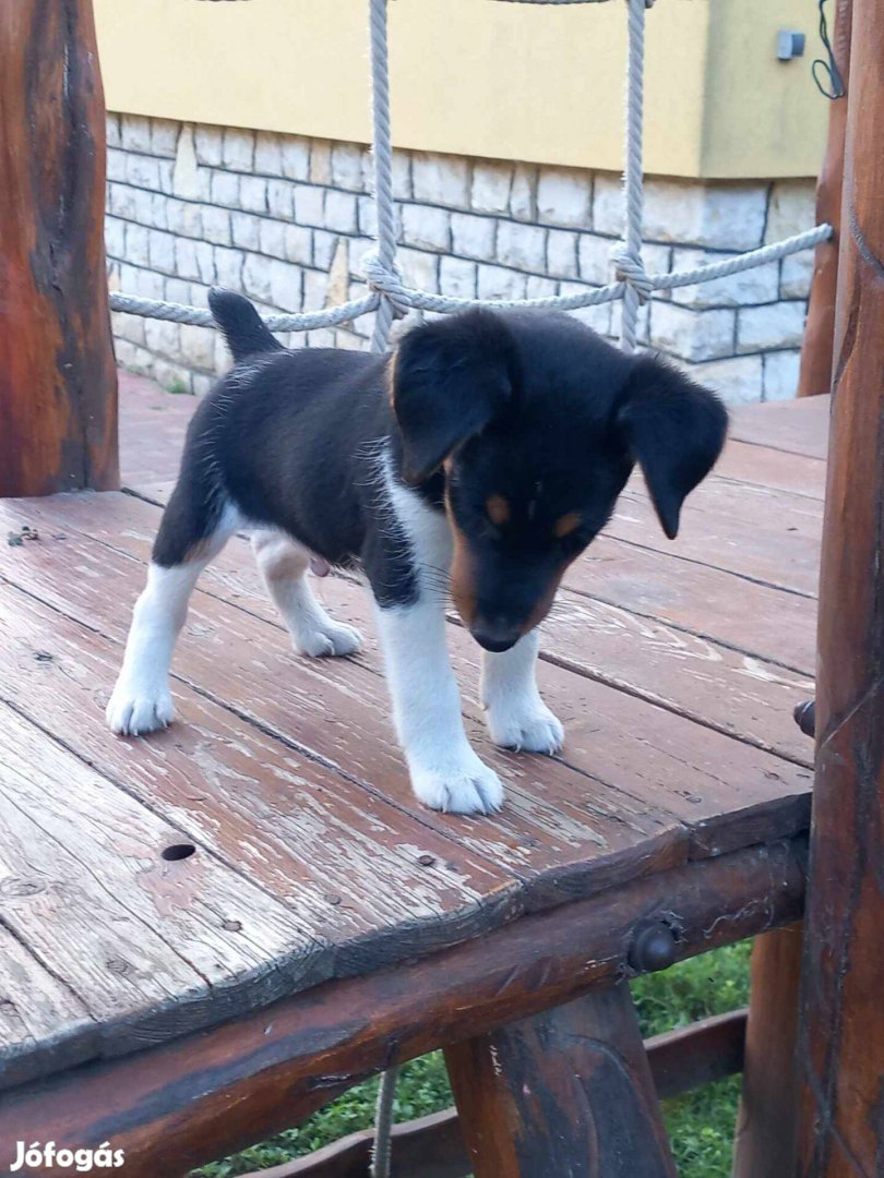 Foxterrier kölykök