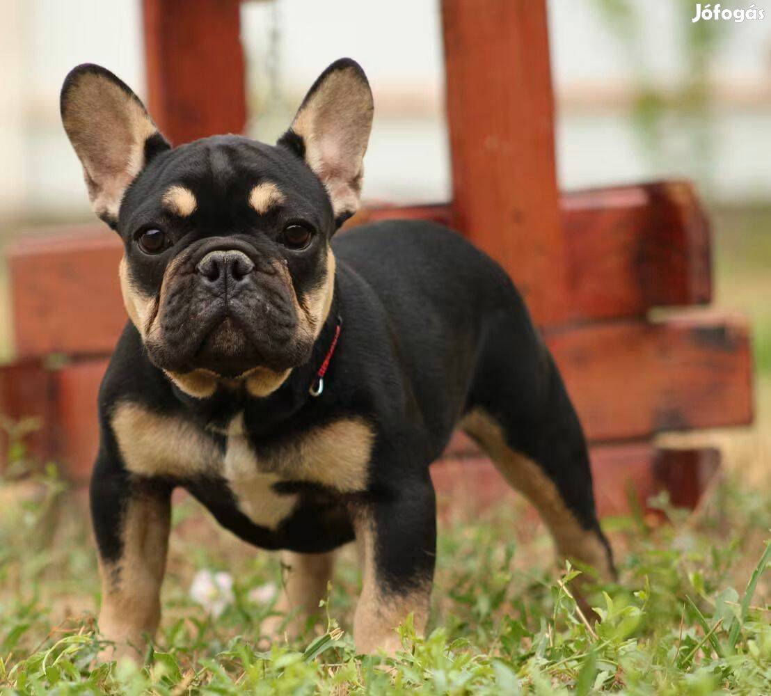 Francia Bulldog Black Tan kisfiú