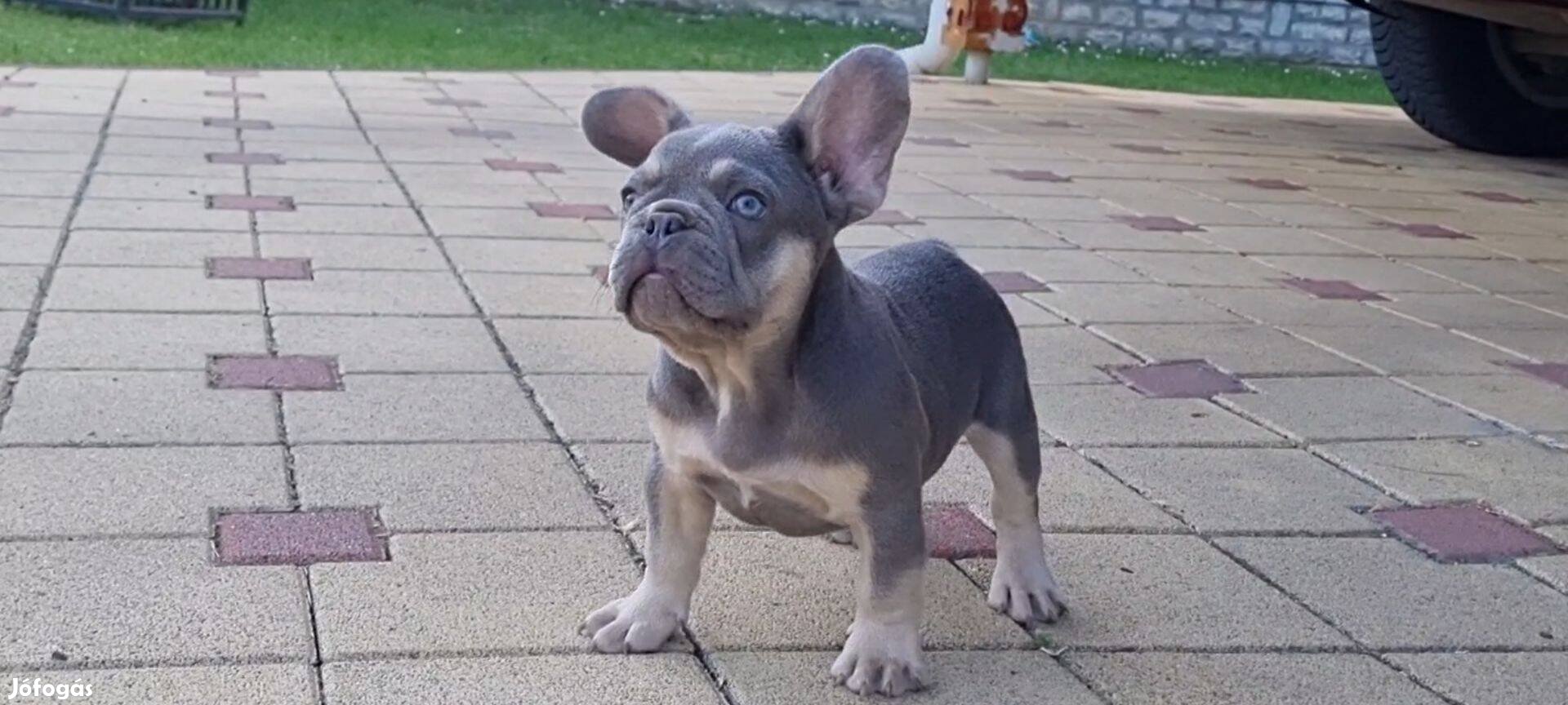 Francia Bulldog fajtatiszta jellegű kiskutyák kaphatók!