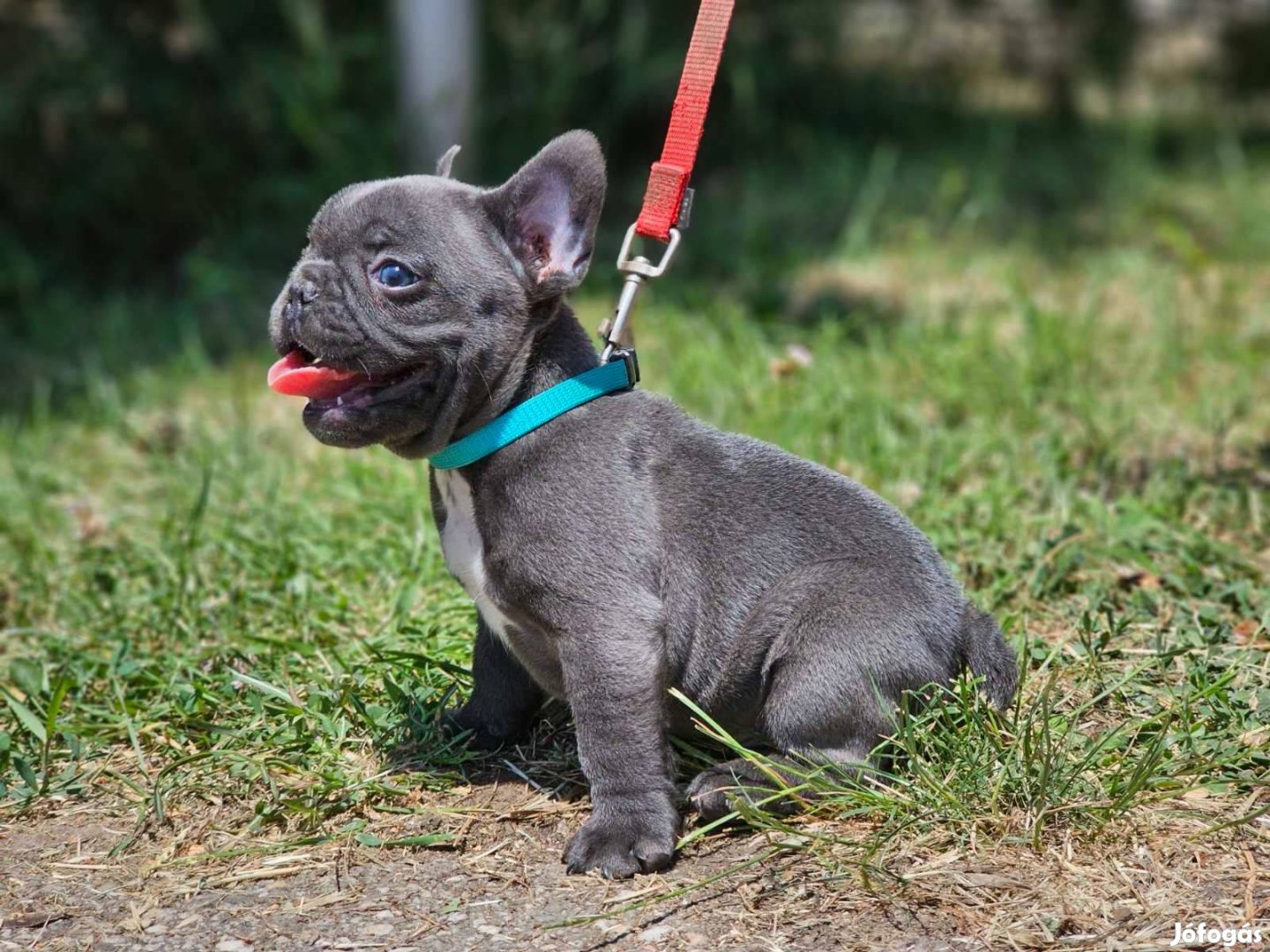 Francia bulldog 8-hetes kék színű csikmentes kan kiskutya eladó!