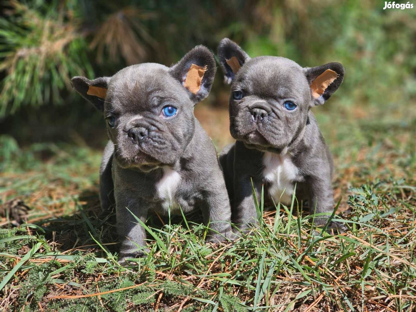 Francia bulldog 8-hetes kék színű minöségi kiskutyák eladóak!