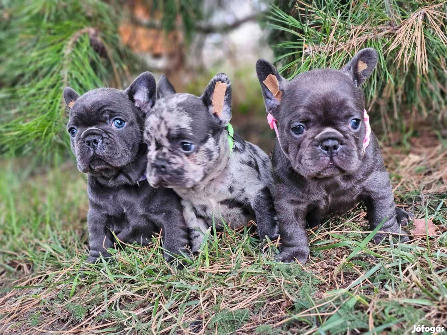 Francia bulldog 8-hetes kék színű minöségi kiskutyák eladóak!