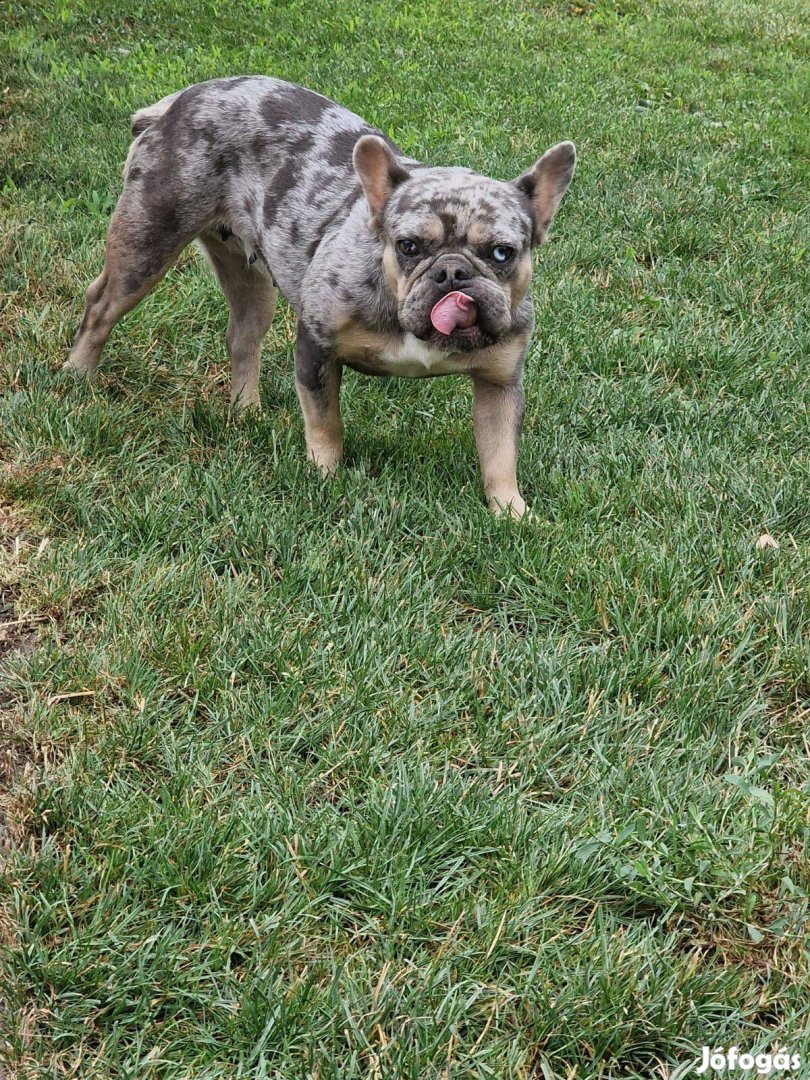 Francia bulldog Blue tan merle szuka