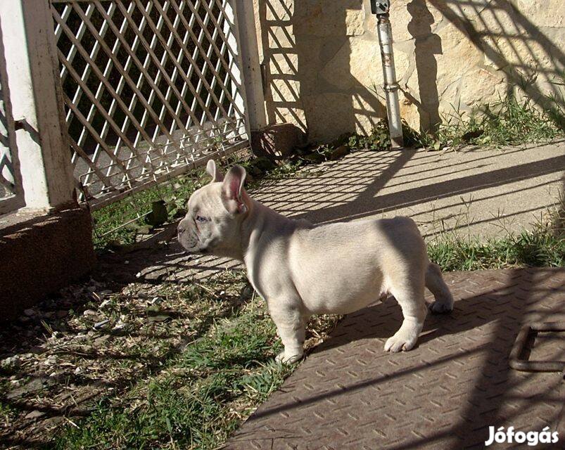 Francia bulldog, Krém színű