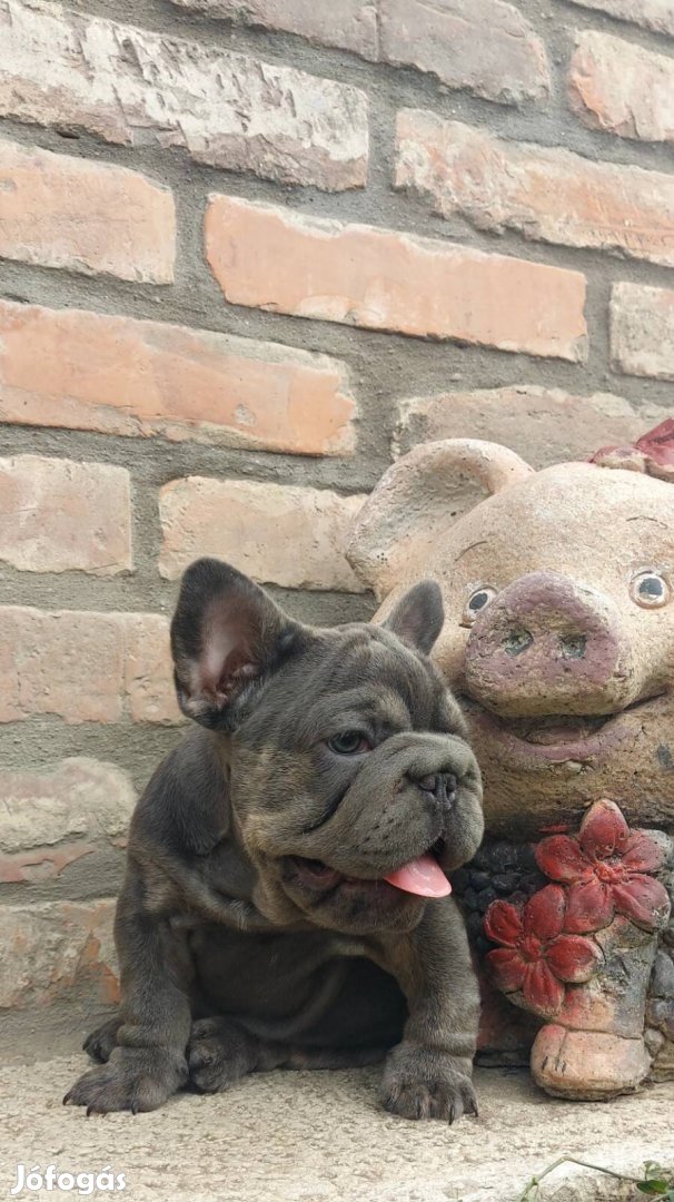 Francia bulldog bigrope (fajtatiszta jellegű) kisfiú