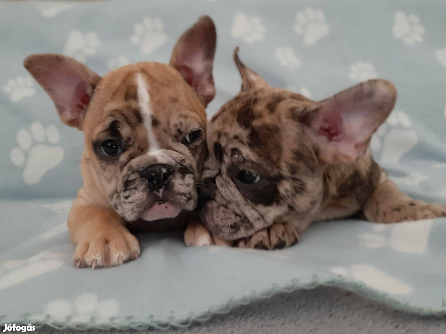 Francia bulldog brindle , merle