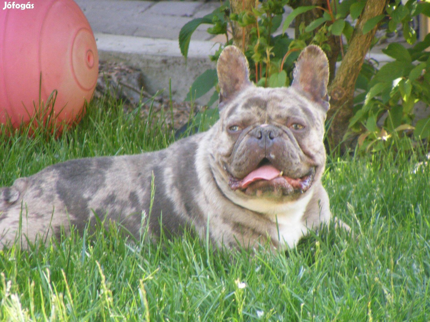 Francia bulldog csoki merle kan