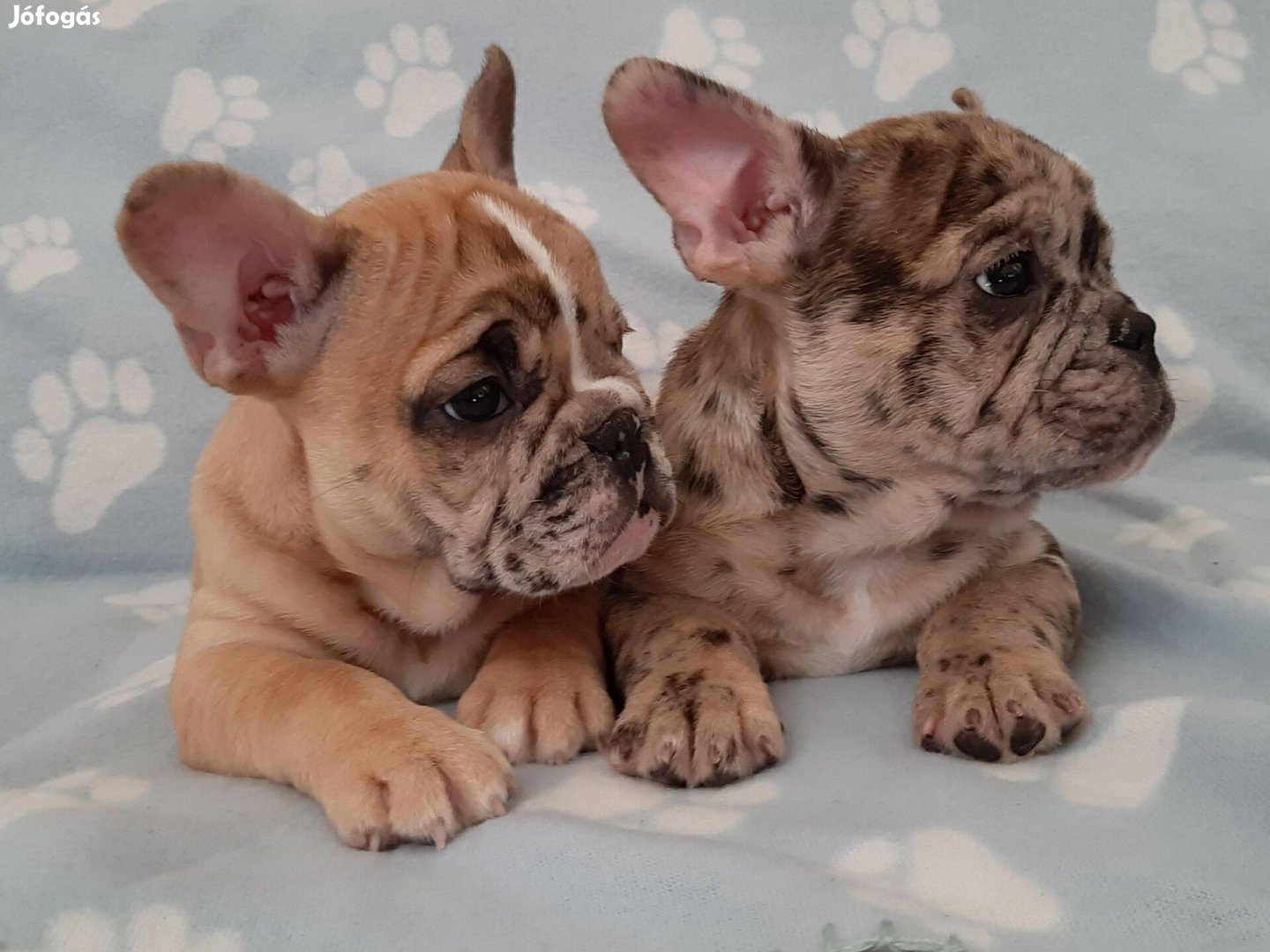 Francia bulldog eladó merle , brindle