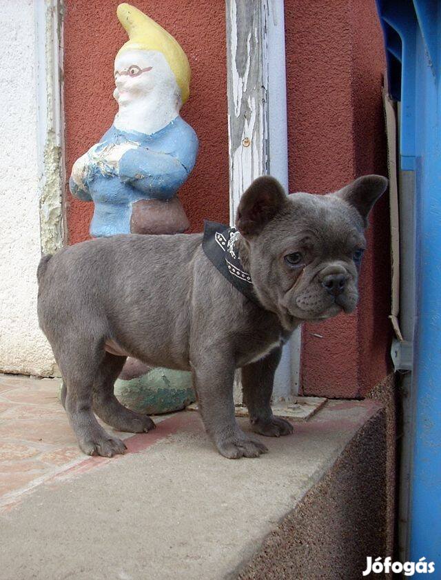 Francia bulldog fajtajellegű, kék kislány