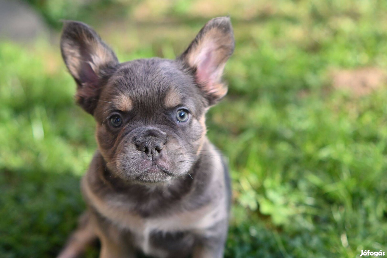 Francia bulldog fajtatiszta jellegű kiskutyák